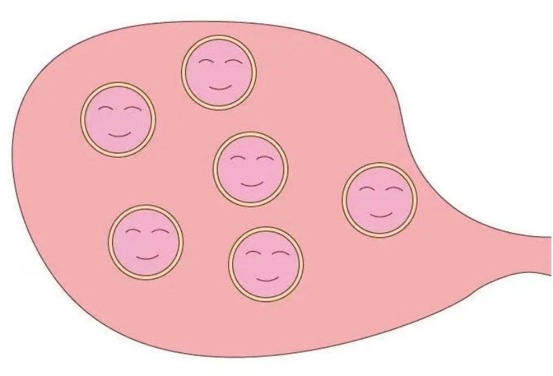 试管路上总做B超,到底在看啥?这篇说透给你听!